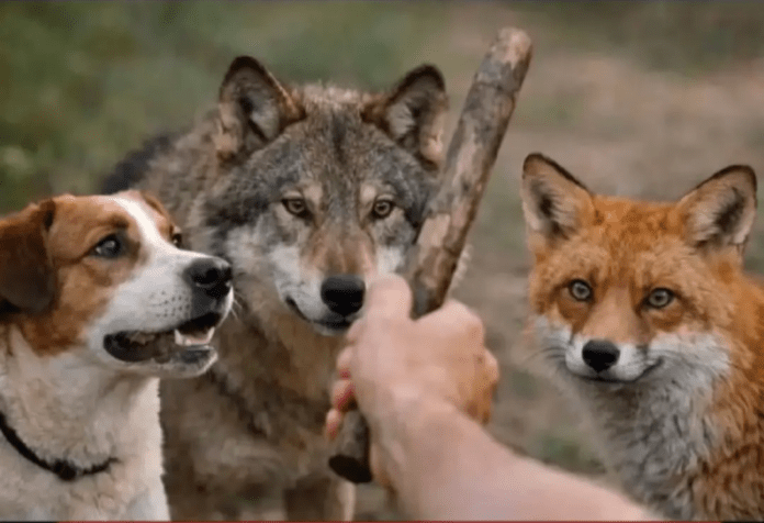 f83b0f06cc26f0d834ba57c2c295a0d7(1)